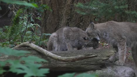 Dos-Linces-Gatos-Salvajes-En-El-Bosque