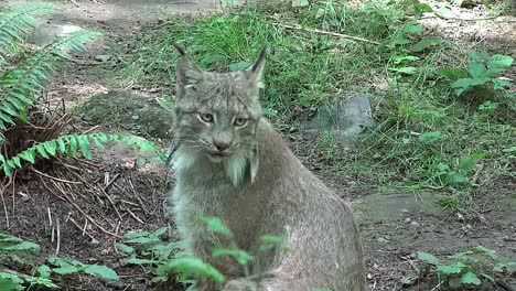 Washington-Luchs-Gesicht