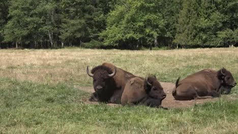 Washington-Bison-Lying-Down