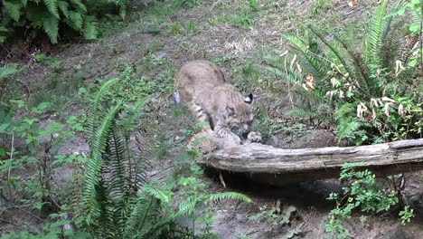 Washington-Bobcat-Scratching