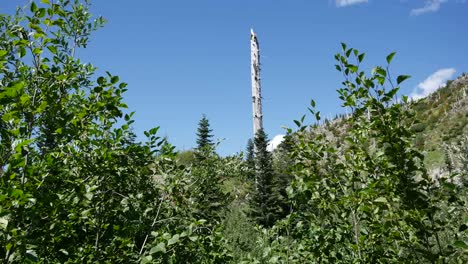 Washington-árbol-Muerto-Cerca-De-Mt-St-Helens