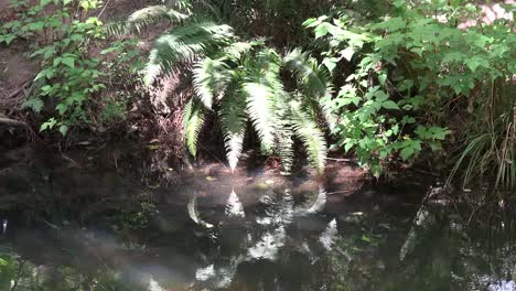 Washington-Fern-Reflection