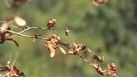 Washington-Maple-Seed-Brown