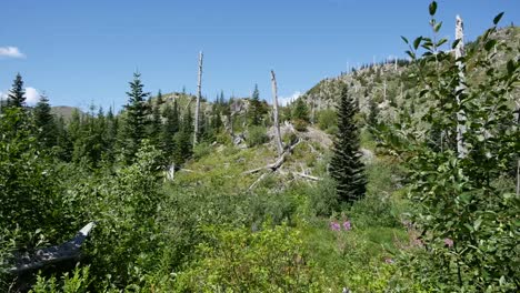 Washington-Regresando-Bosque-Cerca-De-Mt-St-Helens