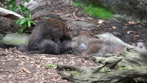 Washington-Wolverine-Baby-Leaves