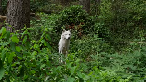 Lobo-blanco-en-el-bosque