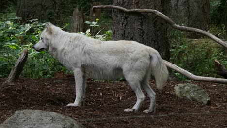 Lobo-Blanco-Se-Encuentra-En-El-Bosque