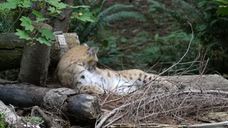 Wildkatze-Legt-Sich-Hin-Und-Leckt-Bauch