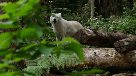 Wolf-Peers-In-The-Woods-And-Howls