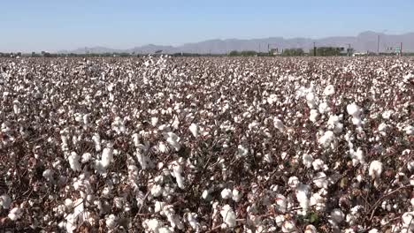 Arizona-Cotton-Field-And-Distant-Mountains-Pan-Right