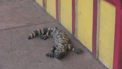 Modelo-De-Lagarto-De-Arizona-En-La-Acera-Acercar