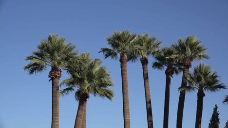 Palmeras-De-Arizona-Y-Cielo-Azul