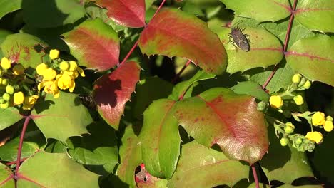 Autumn-Oregon-Grape-With-Insects-Pan