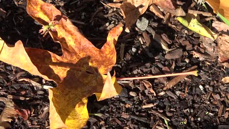 Herbst-Totes-Blatt-Auf-Dem-Boden