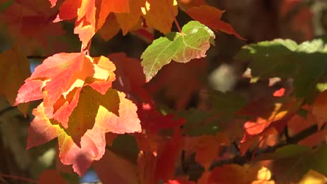 Herbstrote-Und-Orange-Blätterpfanne