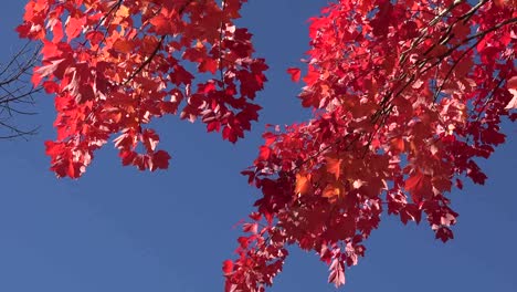 Herbstrote-Blätter-Gegen-Blauen-Himmel-Schwenken-Und-Zoomen