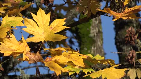 Autumn-Yellow-Big-Leaf-Maple-Leaves-Pan