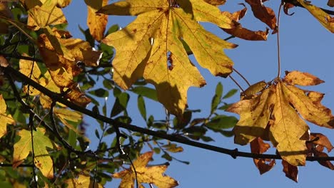 Herbstgelbe-Blätter-Und-Blaue-Himmelspfanne