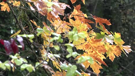 Hojas-Amarillas-De-Otoño-En-La-Bandeja-De-Lluvia