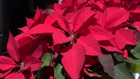 Flor-De-Pascua-De-Navidad-De-Cerca