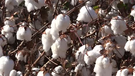 Cotton-Bolls-In-Breeze-Zoom-In