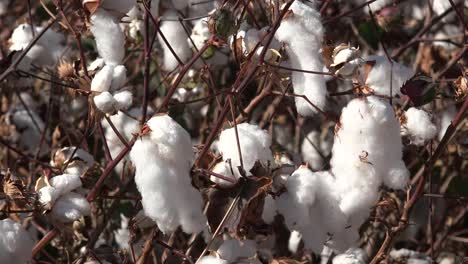 Cotton-Close-Up