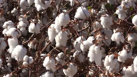 Cotton-Close-View-Of-Ripe-Boll