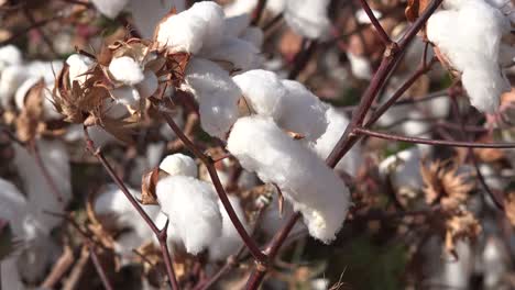Cotton-Plants-Before-Harvest-Zoom-Out