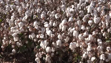 Cotton-Ready-To-Pick
