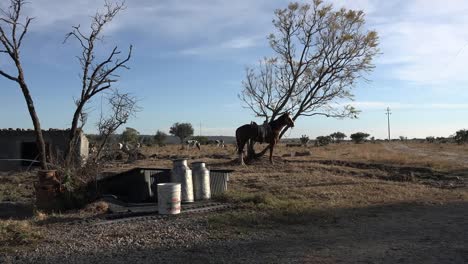 Mexico-Jalisco-Horse-And-Milk-Cans-At-Rancho