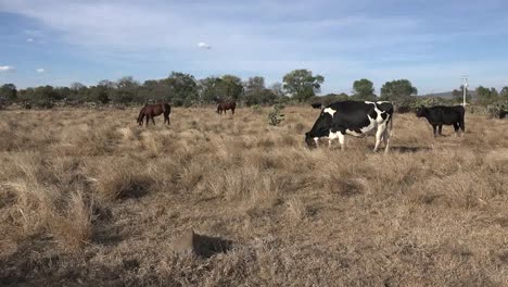 Mexiko-Jalisco-Vieh-In-Der-Nähe-Von-Rancho