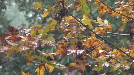 Lluvia-De-Oregon-En-Otoño-Deja-Pan-Y-Zoom