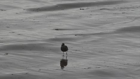 Oregon-Möwe-Spaziert-Am-Strand