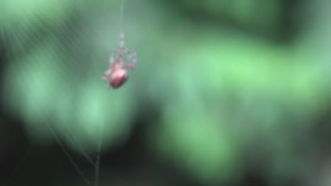 Spinne-Rückt-In-Den-Fokus