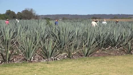 Mexico-Jalisco-Agave-Field-With-Men-Working