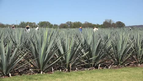 Mexico-Jalisco-Agave-Field-With-Workers