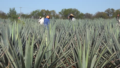 Mexico-Jalisco-Man-In-Red-Shirt-In-Agave-Field