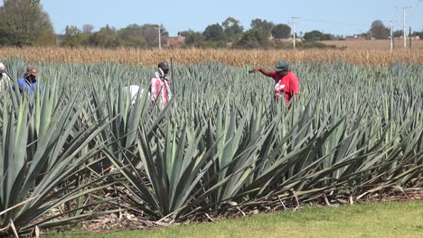 México-Jalisco-Hombre-En-Camisa-Roja-Trabaja-En-El-Campo-De-Agave