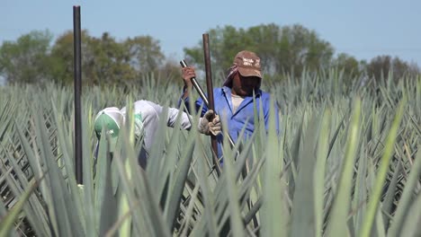 Mexiko-Jalisco-Männer-Im-Agavenfeld