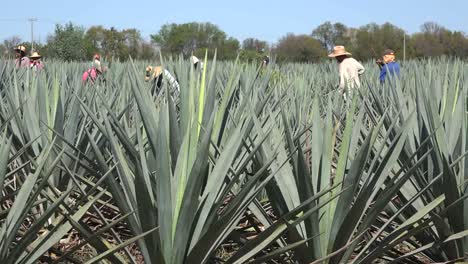 Mexico-Jalisco-View-Of-Agave-Field-Workers