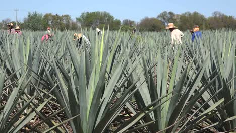 Mexiko-Jalisco-Ansicht-Von-Agaven-Feldarbeitern