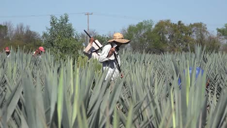 Mexico-Jalisco-Worker-In-Straw-Hat-In-Agave-Field