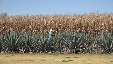 Mexiko-Jalisco-Arbeiter-Mit-Mais-Und-Agave