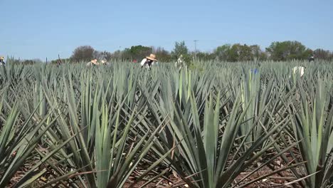 México-Jalisco-Trabajando-En-Medio-De-Plantas-De-Agave-Se-Acerca