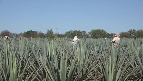 México-Jalisco-Se-Acerca-A-Los-Trabajadores-En-Medio-De-Plantas-De-Agave