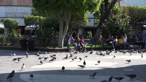 Mexico-Tlaquepaque-Pigeons-In-Plaza