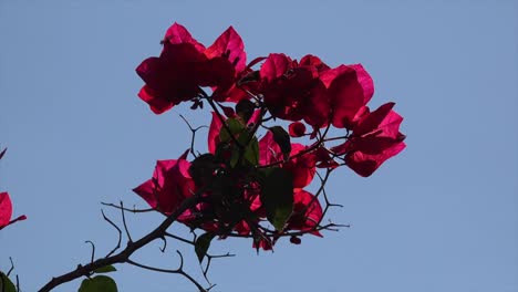 Mexiko-Bougainvillea-Und-Blauer-Himmel