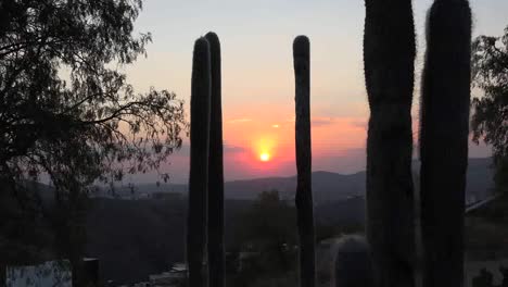 México-Cactus-Y-Atardecer
