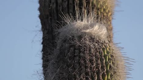 Mexico-Fuzzy-Cactus