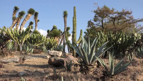 México-Yuca-Con-Cactus-Más-Allá